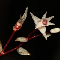 <i>Pinalia bicolor</i>  (Lindl.) Kuntze